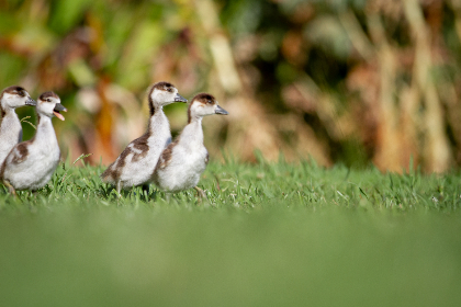 帝王受龙椅含玉势上朝 帝王受龙椅含玉势上朝