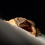 勇者大战魔物娘:勇气与爱情的奇幻冒险 9lbaglm3